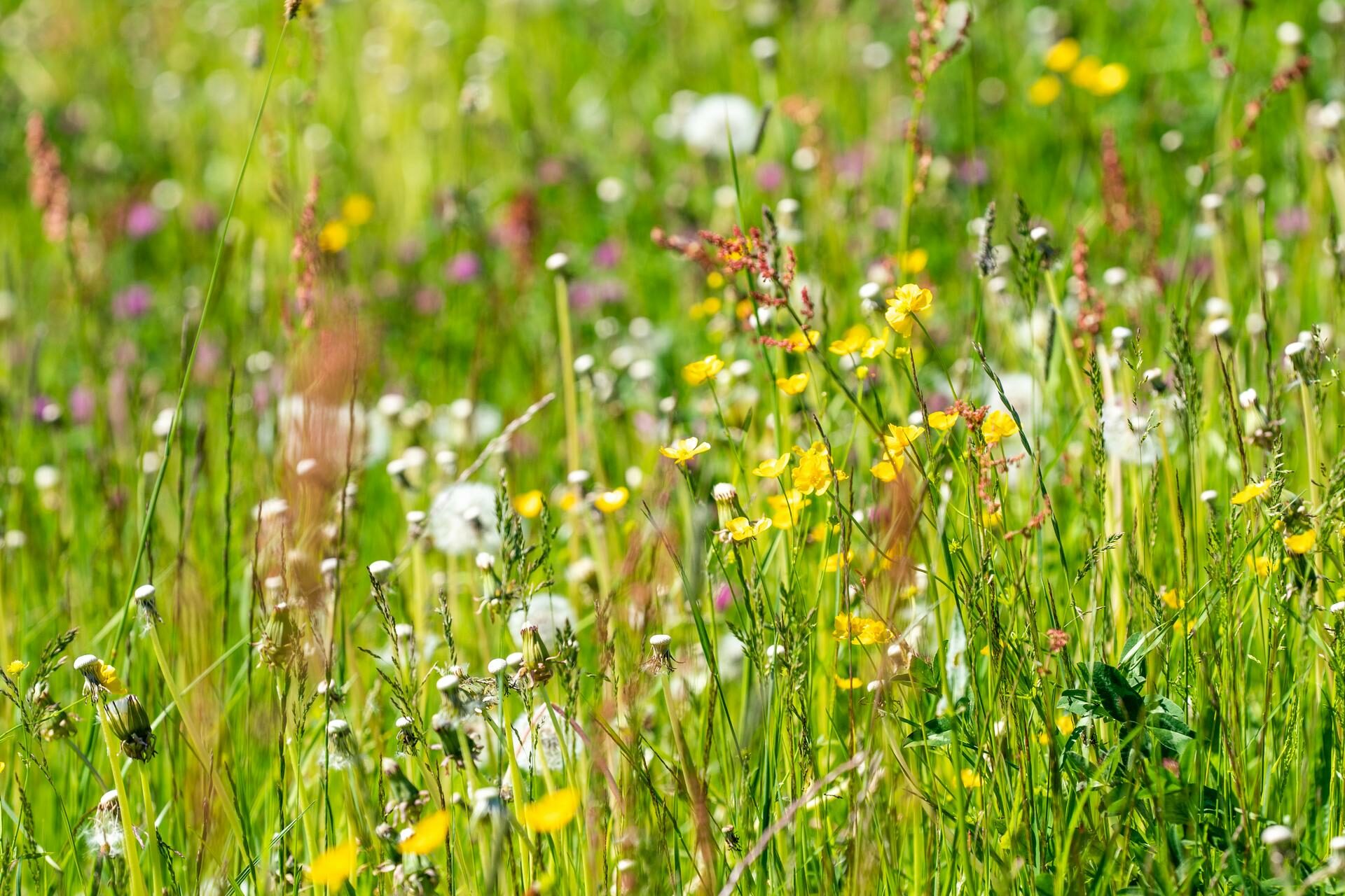 Natur pur während Sommer Aktivitäten auf dem Segnesboden.